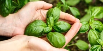 A técnica simples para ter uma fonte infinita de manjericão fresco mesmo sem quintal