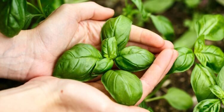 O manjericão é conhecido por seu aroma marcante - Créditos: depositphotos.com / maxsol7