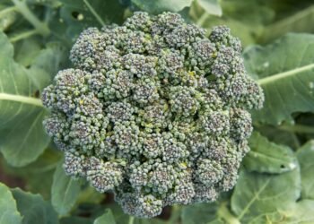 Como plantar brócolis em casa e colher hortaliças cheias de sabor