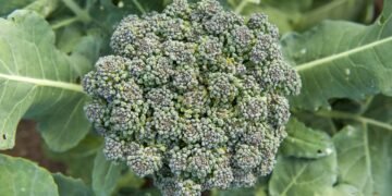 Como plantar brócolis em casa e colher hortaliças cheias de sabor