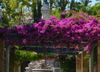 Como preparar a buganvília em novembro para atingir seu auge na primavera e no verão