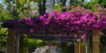 Como preparar a buganvília em novembro para atingir seu auge na primavera e no verão