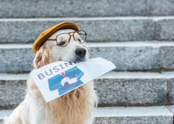 As 5 raças de cães mais inteligentes, segundo um veterinário