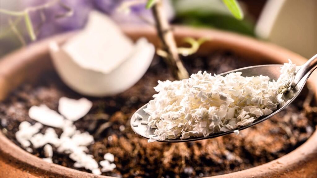 Pare de jogar cascas de ovos fora, veja 7 ideias criativas para reaproveitar elas