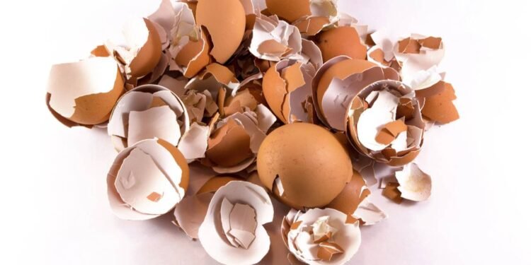 Pare de jogar cascas de ovos fora, veja 7 ideias criativas para reaproveitar elas