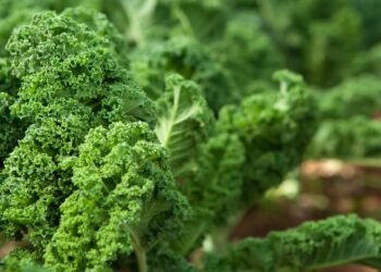 Como ter couve manteiga fresca e crocante todos os dias na sua horta