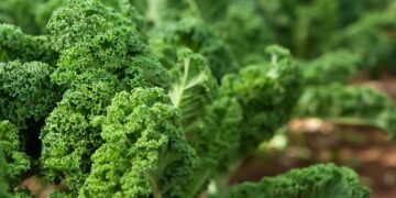 Como ter couve manteiga fresca e crocante todos os dias na sua horta