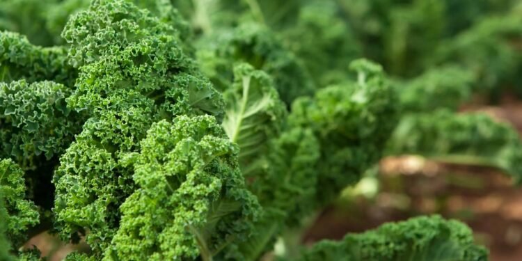 A couve manteiga, hortaliça tradicional na culinária brasileira - Créditos: depositphotos.com / MonaMakela