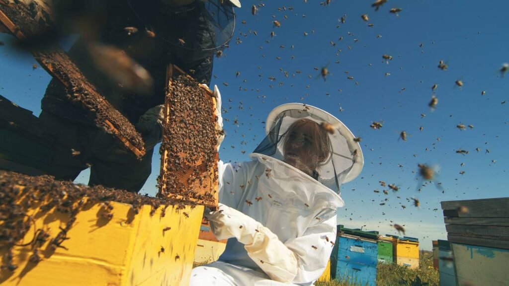Sinais que indicam infestação de abelhas e como eliminar com segurança