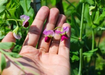 A flor mais apaixonante da primavera para plantar e ter um jardim colorido em 2026