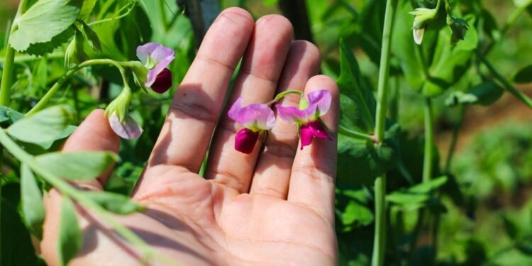 A flor mais apaixonante da primavera para plantar e ter um jardim colorido em 2026