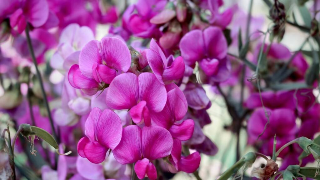 A flor mais apaixonante da primavera para plantar e ter um jardim colorido em 2026