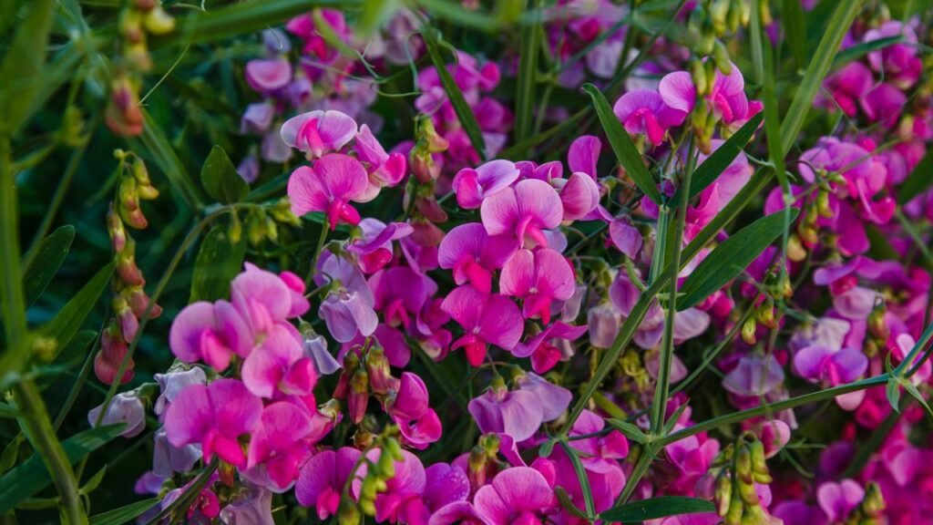 A flor mais apaixonante da primavera para plantar e ter um jardim colorido em 2026