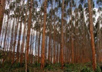 Os cuidados essenciais para cultivar eucalipto sem dor de cabeça