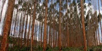 Os cuidados essenciais para cultivar eucalipto sem dor de cabeça