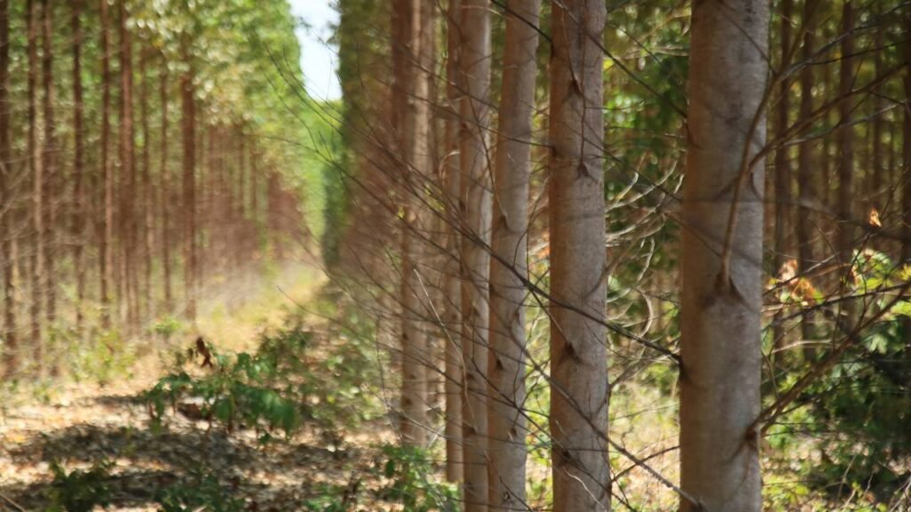 Os cuidados essenciais para cultivar eucalipto sem dor de cabeça