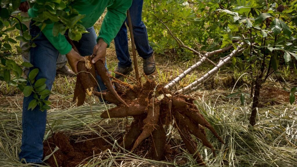 Os cuidados essenciais para cultivar eucalipto sem dor de cabeça