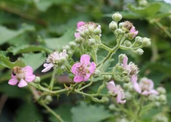 Como uma planta comum pode devolver seu bem estar durante a menopausa