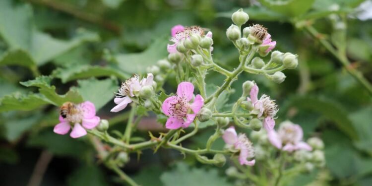 a folha de amora tem ganhado destaque como alternativa natural para amenizar desconfortos - Créditos: depositphotos.com / orestligetka.ukr.net