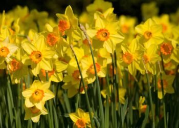 A planta que parece difícil mas só precisa de um vaso com água para florir
