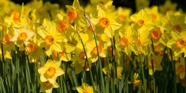 O narciso se destaca por sua capacidade de transformar ambientes - Créditos: depositphotos.com / ajvdwolde