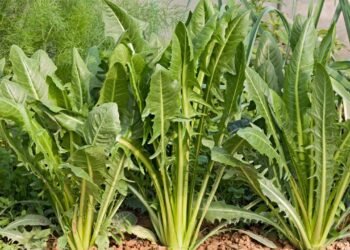 A folha verde que ajuda na digestão e ainda fortalece o fígado