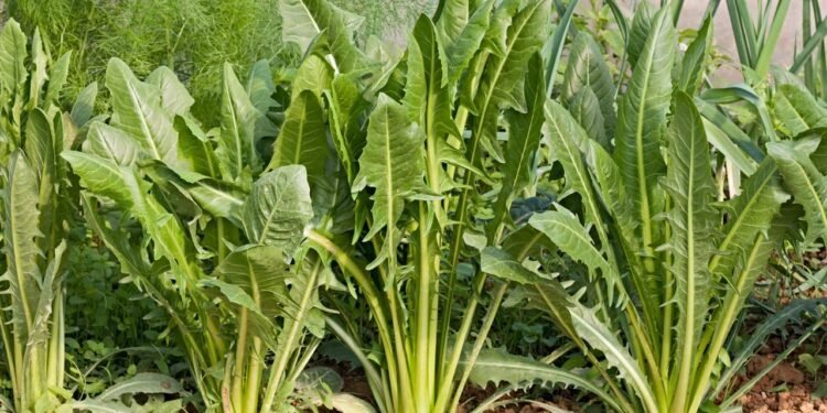 Conhecida por seu potencial de melhorar a digestão, a chicória auxilia no equilíbrio do sistema gastrointestinal - Créditos: depositphotos.com / ermess