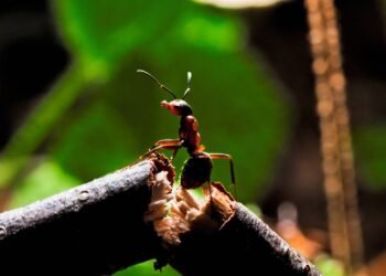 Adeus às formigas nas plantas, a receita de 2 ingredientes que protege seus vasos