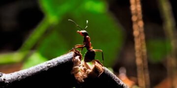 Adeus às formigas nas plantas, a receita de 2 ingredientes que protege seus vasos