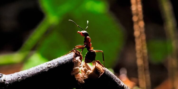 Entre as pragas mais comuns e incômodas estão as formigas - Créditos: depositphotos.com / kosmos111