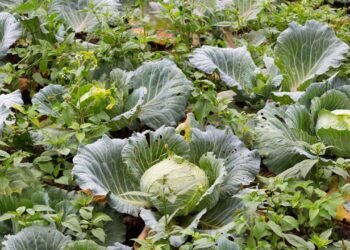 Tenha repolho fresco e crocante na mesa plantando de forma simples no seu quintal