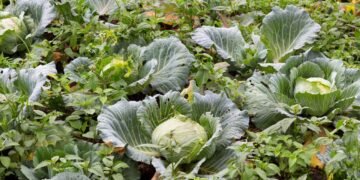Tenha repolho fresco e crocante na mesa plantando de forma simples no seu quintal