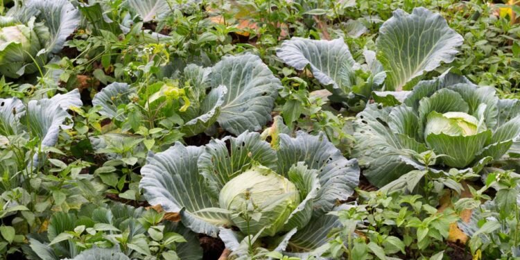 Um solo bem drenado, com pH entre 6,0 e 6,8, além de rico em matéria orgânica, é essencial para o bom desenvolvimento do repolho - Créditos: depositphotos.com / 9chai