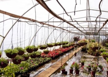 Dicas simples para criar sua horta suspensa e colher temperos todos os dias