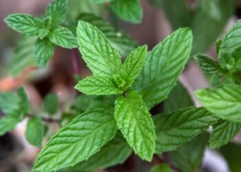 A planta que cresce em apartamento e ajuda a reduzir a acidez do corpo em menos de 45 dias