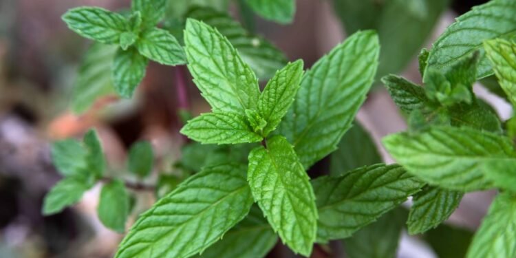 A planta que cresce em apartamento e ajuda a reduzir a acidez do corpo em menos de 45 dias