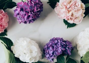 Esse é o jeito mais natural de mudar a cor das suas hortênsias no jardim