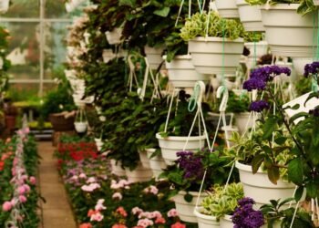 Transformei meu jardim seco em um paraíso florido com essas espécies do verão