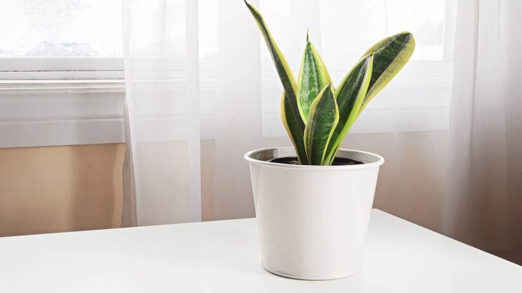 As melhores plantas para quem vive na correria e quer um lar mais verde