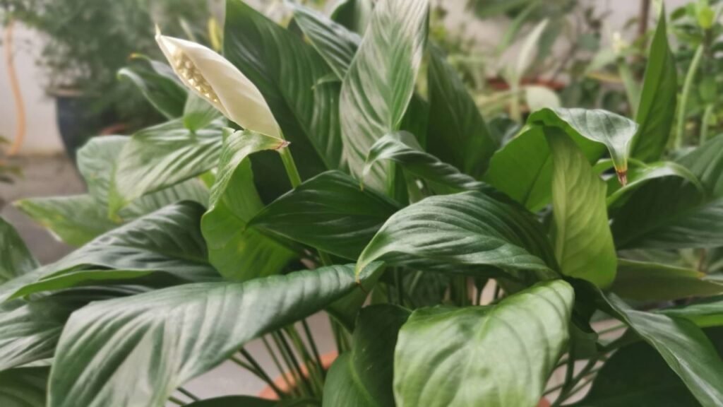 As 5 plantas perfeitas para quem trabalha o dia todo fora e não tem tempo para cuidar