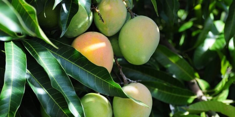 O cultivo de mangueiras em vasos está se tornando uma tendência - Créditos: depositphotos.com / luisalealmelo