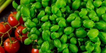 Por que é recomendado que você sempre plante o manjericão perto de tomates