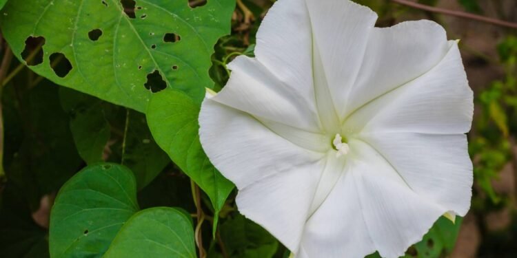 A planta que exala o perfume mais intenso da noite em todo o jardim