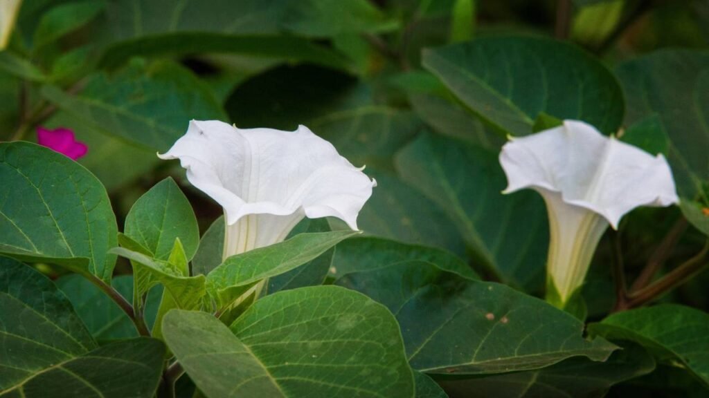 A planta que exala o perfume mais intenso da noite em todo o jardim