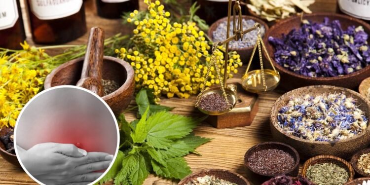 Essas plantas mudaram minha digestão e sumiu com o inchaço abdominal