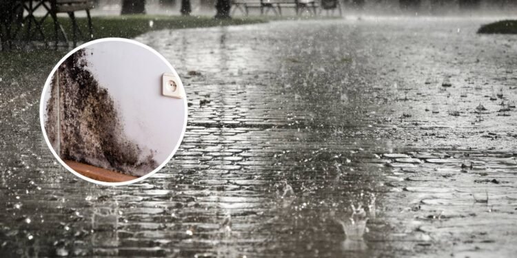 A solução mais eficaz contra mofo e umidade - Créditos: depositphotos.com / cegli.o2.pl Créditos: depositphotos.com / aiwendyl