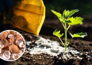 Não jogue fora a casca de ovo, elas podem salvar a vida das suas plantas