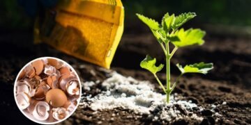 Não jogue fora a casca de ovo, elas podem salvar a vida das suas plantas