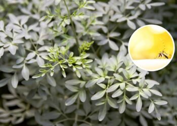 A erva que protege contra o mau-olhado e ainda espanta mosquitos