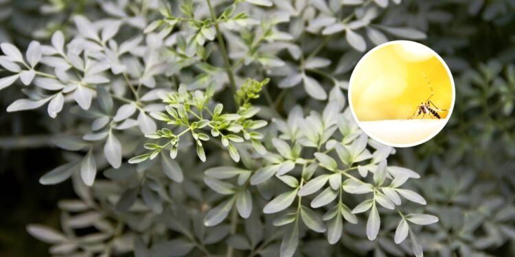 A erva que protege contra o mau-olhado e ainda espanta mosquitos